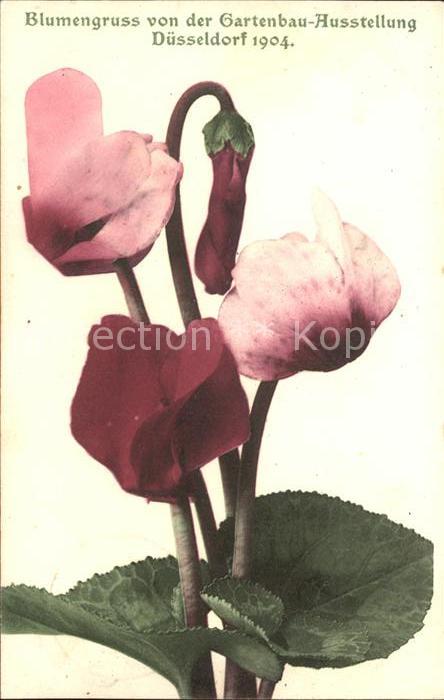 Gartenbauaustellung Duesseldorf 1904 Alpenveilchen