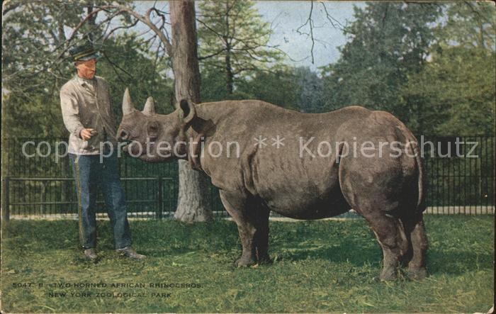 Nashorn African Rhinoceros New York Zoological Park