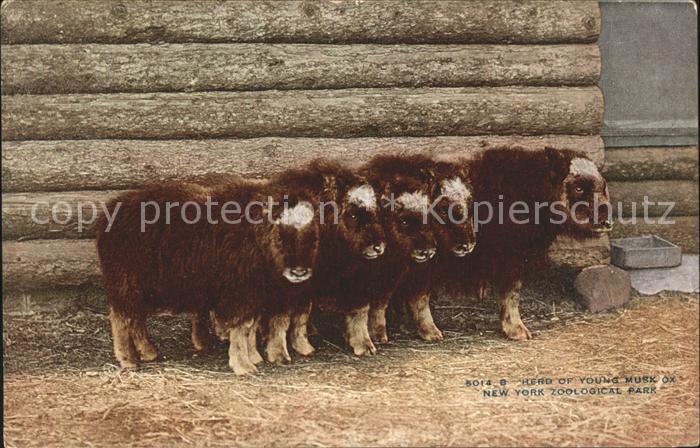 Tiere Moschusochse Young Muskox New York Zoological Park