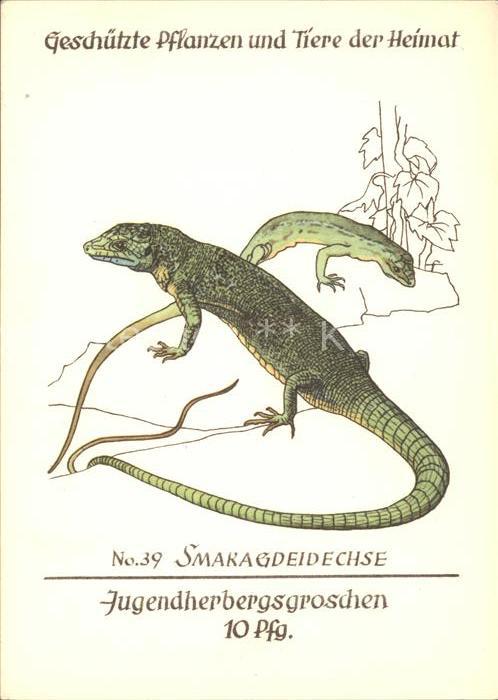 Tiere Smaragdeidechse Nr. 39 Jugendherbergswerk Spendenkarte