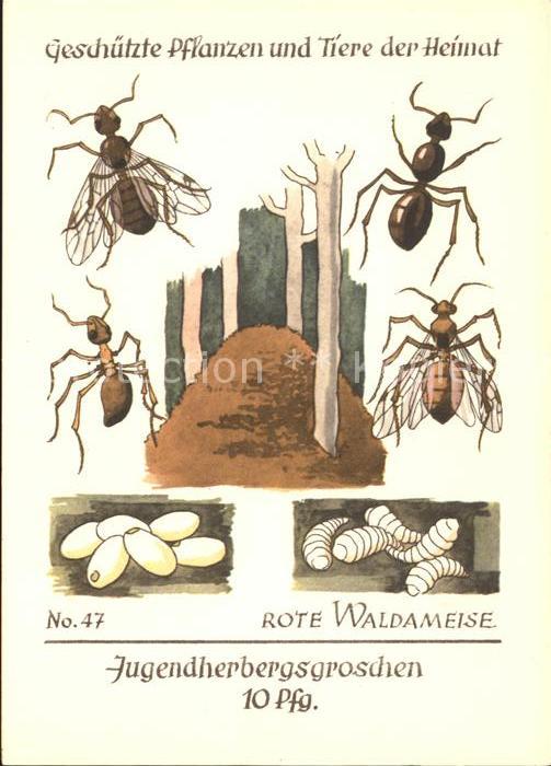 Insekten Rote Waldameise Nr. 47 Jugendherbergswerk Spendenkarte