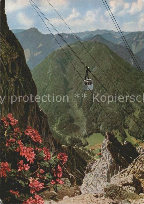 Ruhpolding Bayern Rauschbergbahn Bergbahn Alpenflora