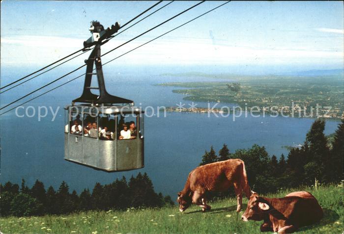 Bregenz Vorarlberg Seilbahn Kuehe