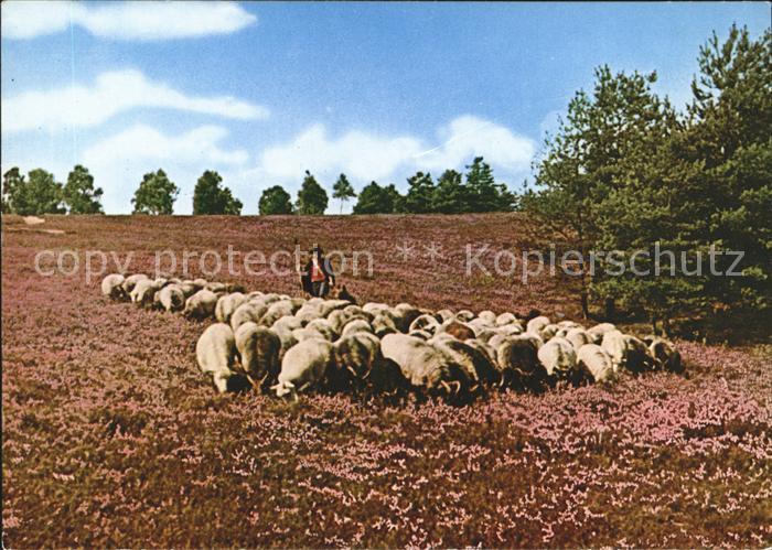 Lueneburger Heide Heidschnuckenherde