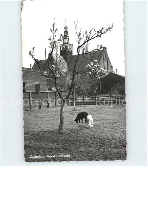 Zaandam Kerk Schafe