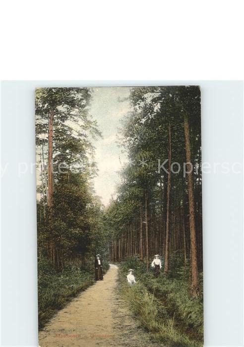 Niederlande im Wald