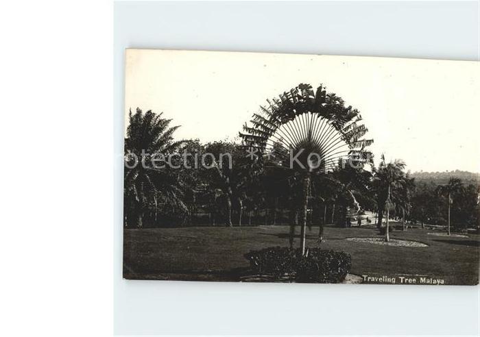Malaya Malaysia Travelling Tree
