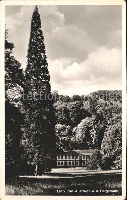 Auerbach Bergstrasse alter Mammutbaum Fuerstenlager mit Herrenhaus