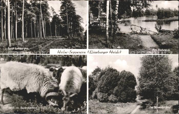 Holm-Seppensen Schafe Lohberge Teich
