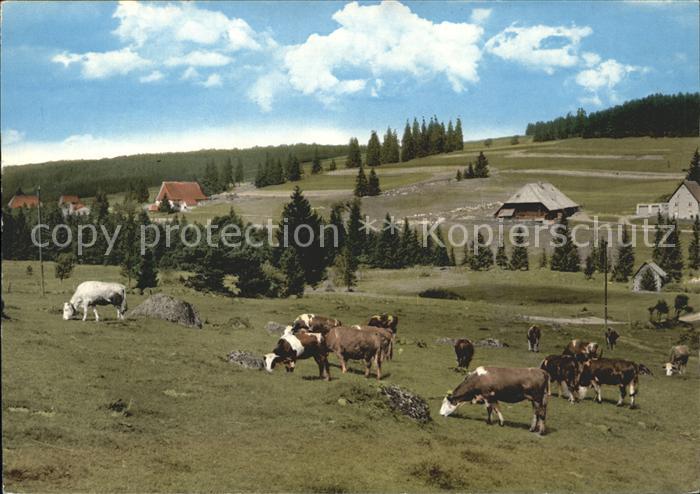 Schoenwald Schwarzwald Schwarzenbachtal Kuehe