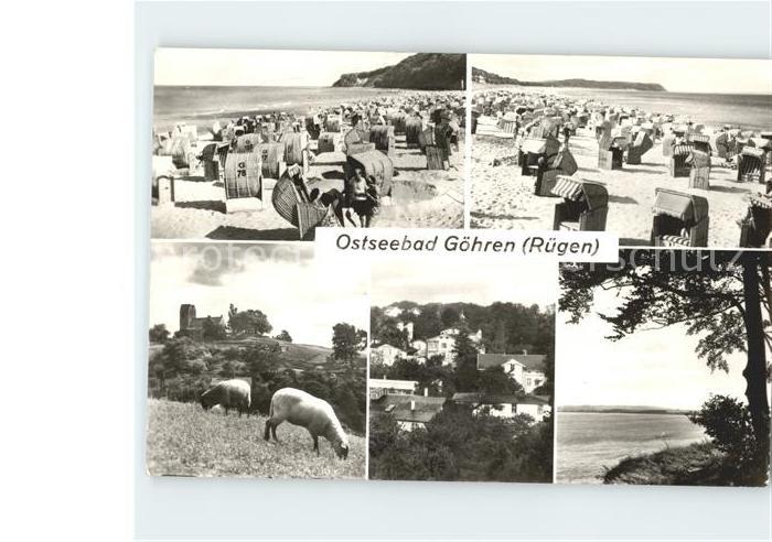 Goehren Ruegen Strand Schafe