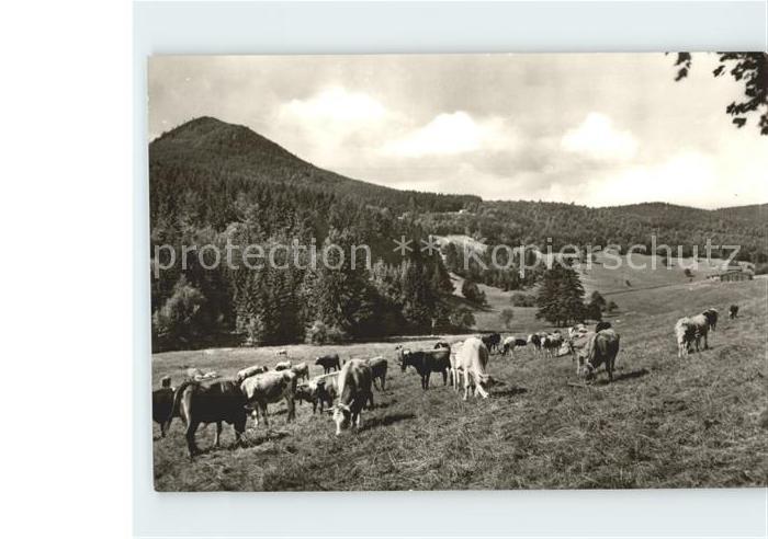 Oberhof Thueringen Kanzlergrund mit Ruppberg Kuehe