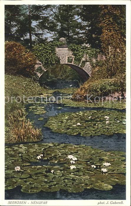 Koscian Seerosen Nenufar Freizeitpark