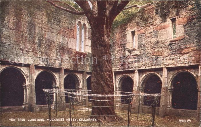 Yew Tree  Cloisters Muckross Abbey Killarney