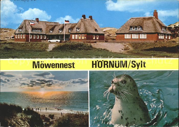 Hoernum Sylt Moewennest Panorama Seehund