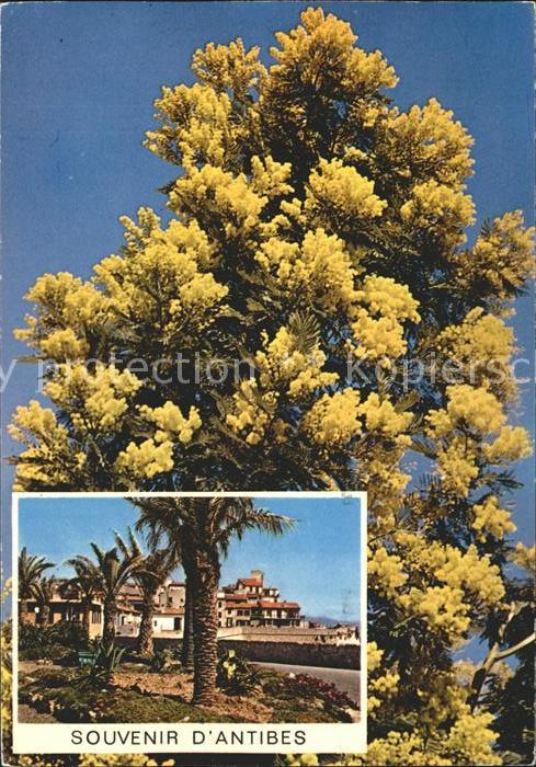 Antibes Alpes Maritimes Cote Azur Baumblüte