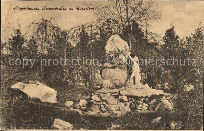 Sangerhausen Suedharz heideroeschen im Rosarium