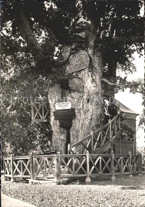 Allouville-Bellefosse Chene millenaire renfermant deux Chapel