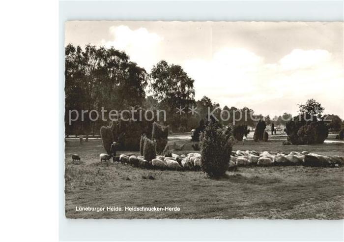 Lueneburger Haide Heidschnucken Herde