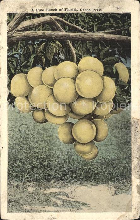 Obst Grape Fruit Florida