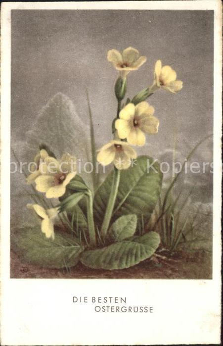 Ostern Easter Paques Schluesselblumen