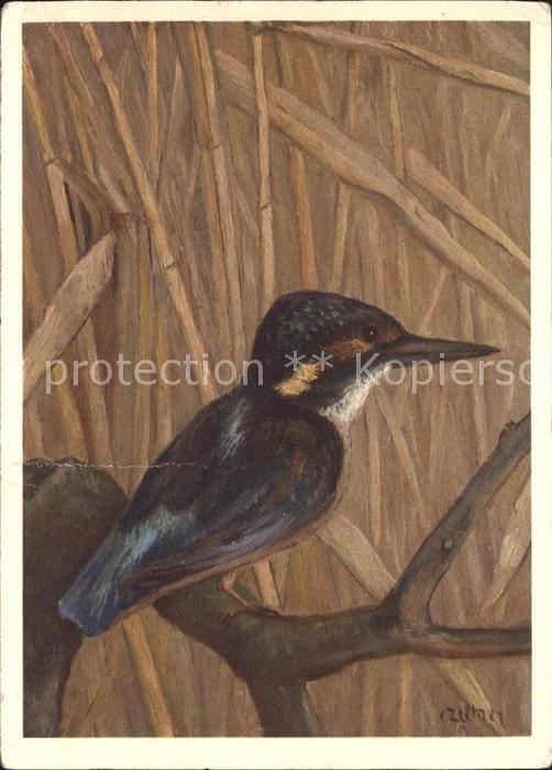 Voegel Birds Oiseaux Uccelli Pajaros-- Eisvogel C. Zeltner Nr. 412