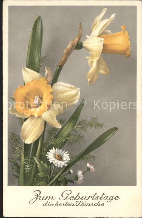 Geburtstag Narzissen Gaensebluemchen