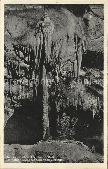 Ruebeland Harz Elefantenruessel am haengenden Gebirge