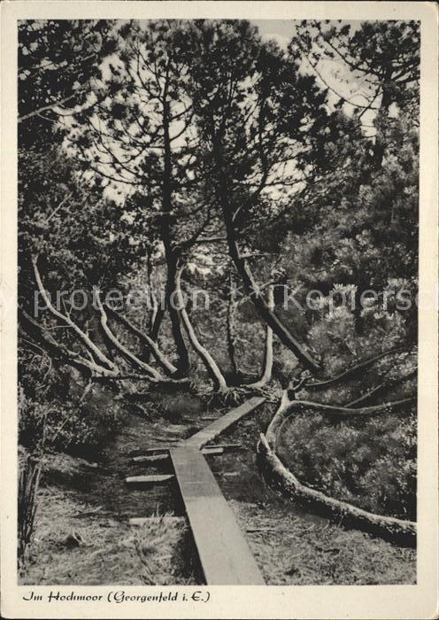 Georgenfeld Im Hochmoor
