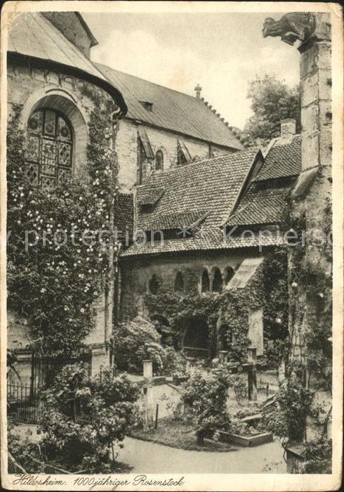 HILDESHEIM CITY 1000jaehriger Rosenstock