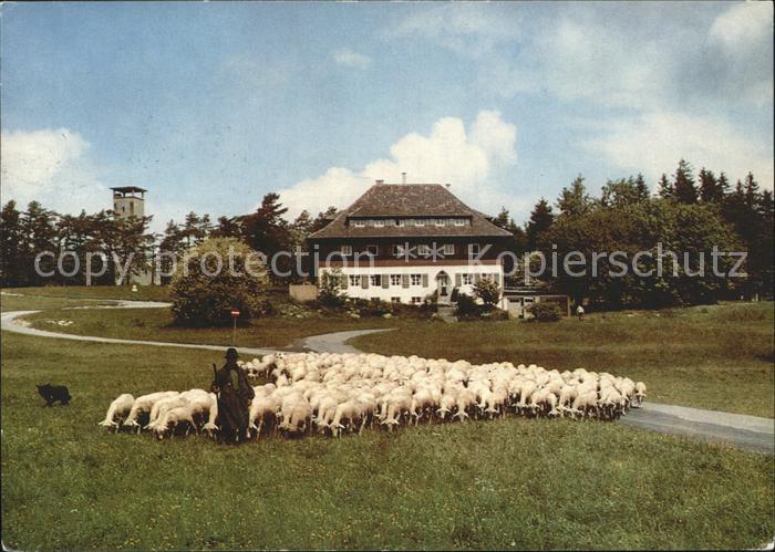 Raichberg Onstmettingen Alpvereins Wanderheim Naegelehaus Schafherde Schaefer