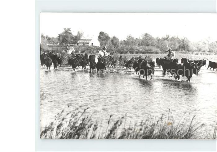 Provence Region Rindertrail in der Camargue