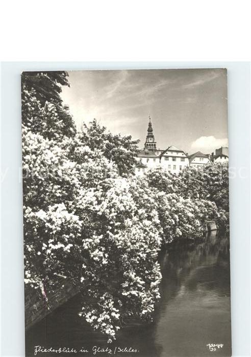 Glatz Niederschlesien Fliederbluete