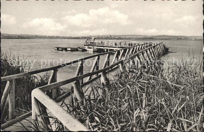 Bad Buchau Federsee Federseesteg Schilf