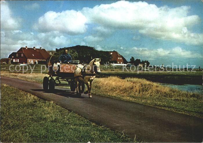 Hallig Hooge Backenswarft Pferdewagen