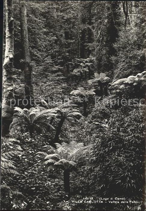 Lago di Como Villa Carlotte Palmenwald