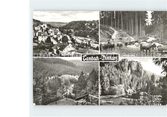 Tambach-Dietharz Waldpartie Falkenstein Spittergrund