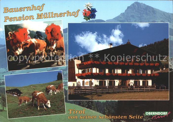 Oberndorf Tirol Bauernhof Pension Muellnerhof Kuehe