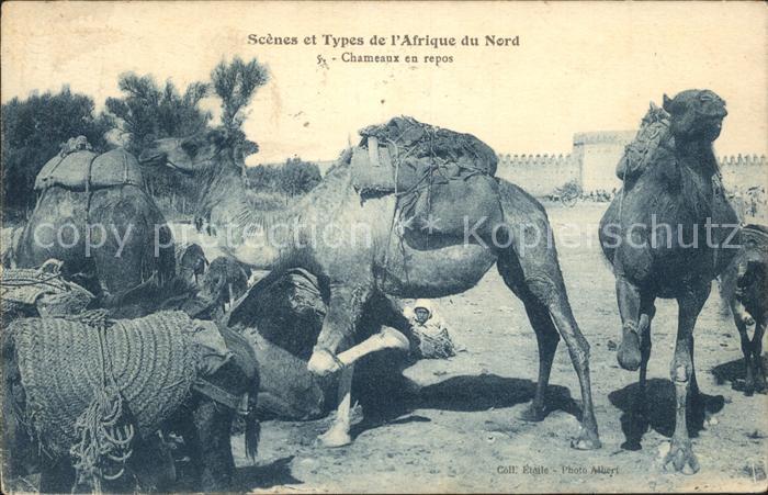 Kamel  Camel Chameau Chameaux en repos Scenes et Types Afrique du Nord
