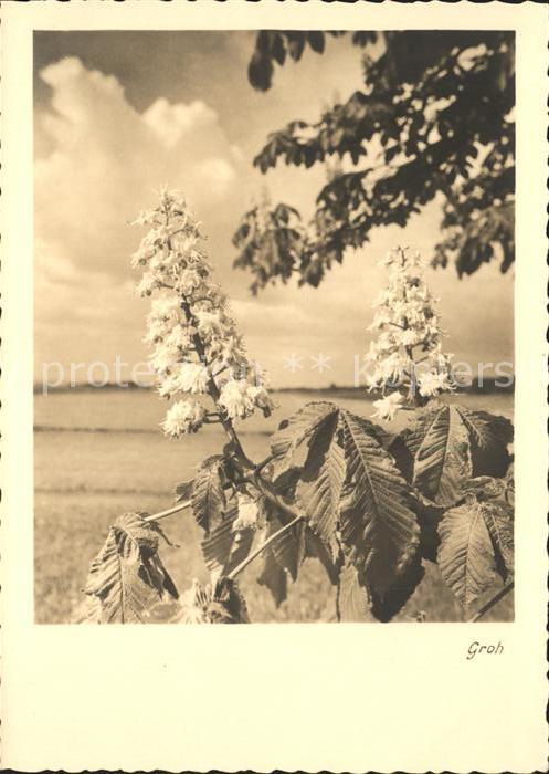 Blumen Foto-Groh-Nr. 2483
