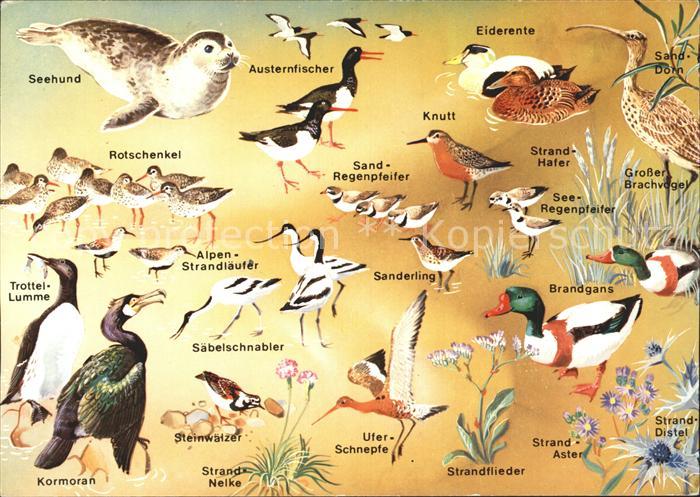 Tiere Austernfischer Knutt Kormoran Rotschenken Eiderente