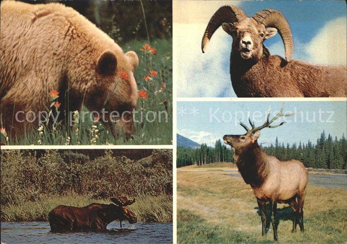 Baeren Cinnamon Bear Big Horn Rocky Mountain Sheep Bull Moose Bull Elk Wapiti Mo