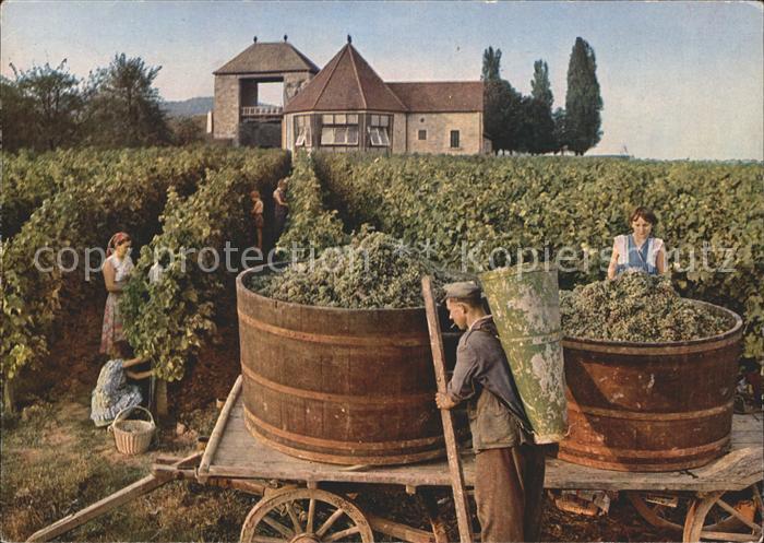 Wein Traubenlese Deutscher Weintor Schweigen