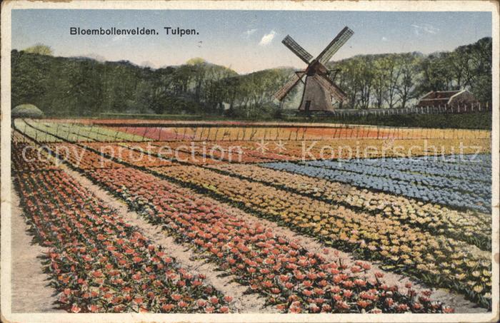 Windmuehle Bloembollenvelden Tulpen
