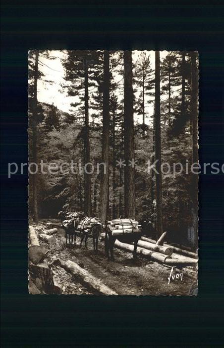 Vizzavona Foret Chemin des ponts Esel Lasttiere