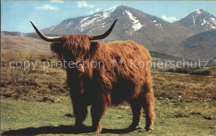 Tiere Schottisches Hochlandrind