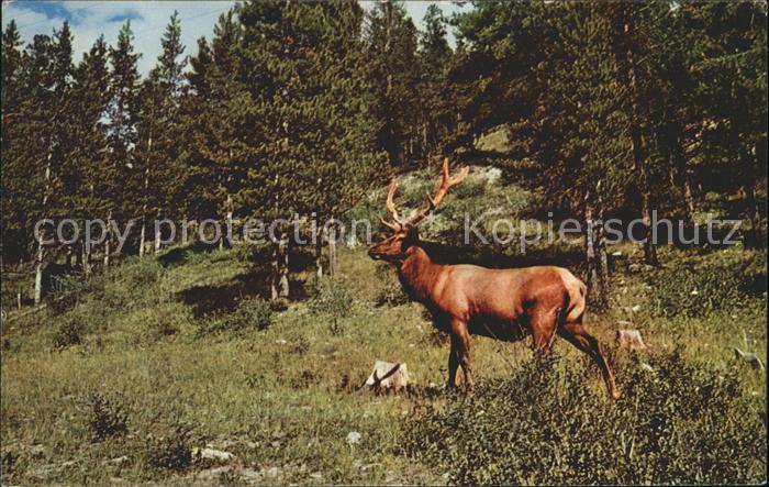Elch Elk North America