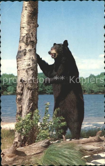 Baeren Slocan Park British Columbia Canada