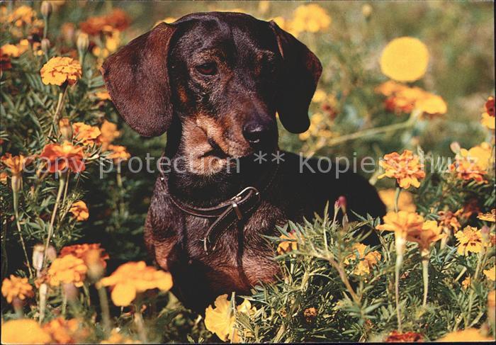 Dackel Dachshund Teckel Hunde dogs Chiens Cani