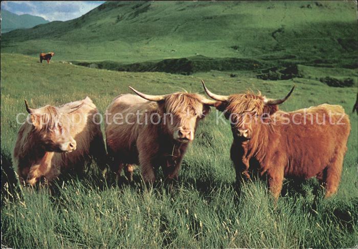 Tiere Schottische Hochlandrinder Highland Cattle